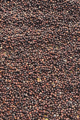  Close up of coffee beans for background                                  