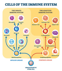 Fototapeta Immune system cells vector illustration. Labeled educational division scheme. obraz