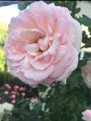 pink rose in the garden