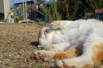 可愛いポーズの猫