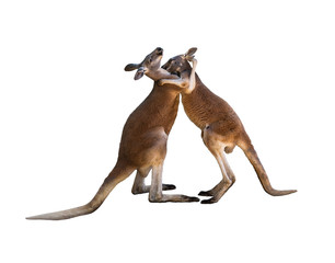 Friendly hug. Fighting two red kangaroos on white background isolated