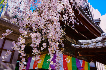 桜２０