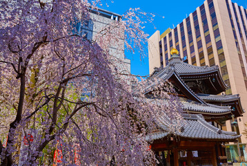 桜１９