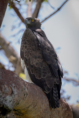 Martial eagle perched on branch turning head