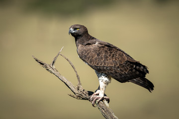 Martial eagle perches on dead tree branch