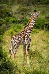 Naklejka na ściany i meble Masai giraffe calf stands in grassy clearing