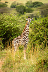 Naklejka na ściany i meble Masai giraffe calf stands in tall grass