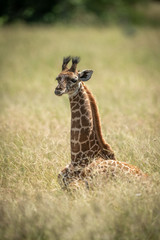 Masai giraffe calf lying in long grass