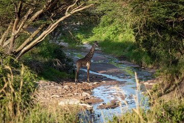 Masai giraffe standing by stream under trees