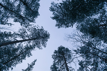 Forest in Finland in winter time