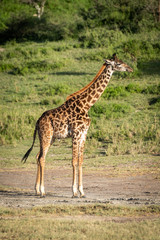 Naklejka na ściany i meble Masai giraffe stands by trees in sunshine