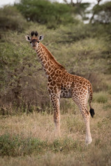Masai giraffe stands in grass eyeing camera