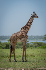 Naklejka na ściany i meble Masai giraffe standing with lake in background