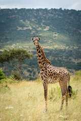 Naklejka na ściany i meble Masai giraffe stands eyeing camera on hillside