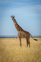 Masai giraffe stands in grassland flicking tail
