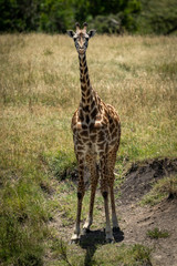 Masai giraffe stands in grass facing camera