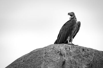 Mono lappet-faced vulture on rock looking back