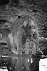 Fototapeta na wymiar Mono lioness licking cub at water hole