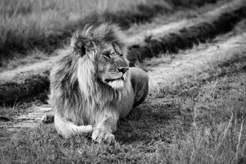 Mono male lion lies on dirt track
