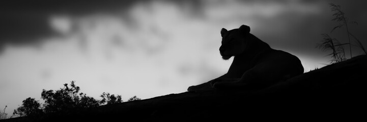 Mono panorama of lioness silhouette near bushes