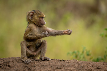 Olive baboon sits on bank scratching elbow