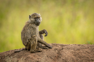 Naklejka na ściany i meble Olive baboon sits on rock in profile