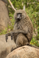 Olive baboon sits on rock lifting paws