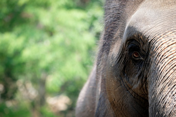 Fototapeta premium Close up eye elephant isolated on nature background