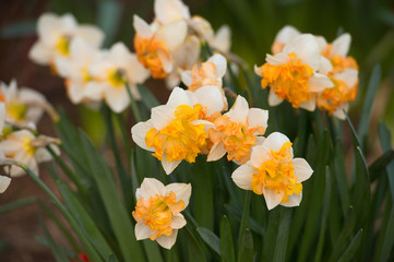 Narcissus Delnashaug in spring garden. Gardening
