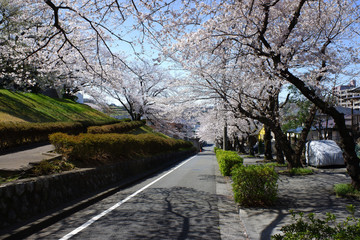 桜