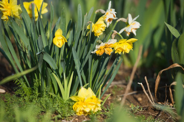 Narcissus Delnashaug in spring garden. Gardening