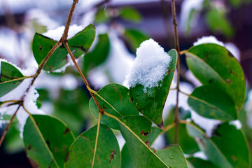 Snow covered green leaves background. Unexpected snow concept.