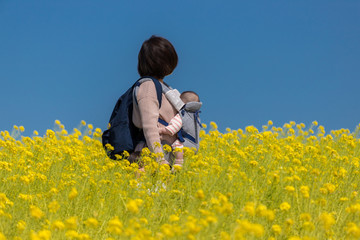 Fototapeta premium 春の満開の菜の花の畑で散策している親子