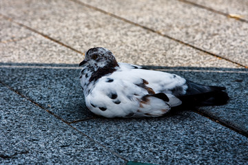 A lone dove lies on the pavement and looks © Kooper