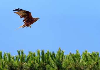 Red Kite in the Corsica sky