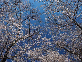 桜と青空