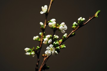 fleurs cerisiers printemps 