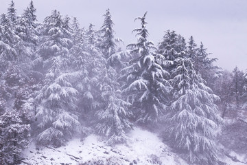 Naklejka premium Snow covered fairy forest in the fog. Spruce in the snow.