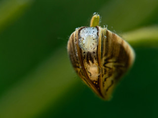 Zebra mussel, Dreikantmuschel (Dreissena polymorpha)