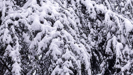 Snowy spruce branch. Winter nature background with snow covered spruce branches. Beautiful winter season scene with snowy spruce Christmas tree branch.