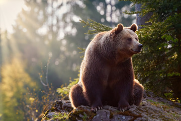 Brown bear, Ursus arctos in colorful autumn, big male sitting on rock against sun rays in european forest. Typical mountain environment, colorful autumn. Slovakia.