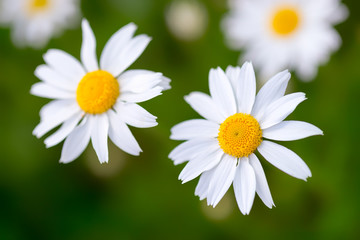 Obraz na płótnie Canvas White camomiles daisy flowers on green meadow - shallow depth of field
