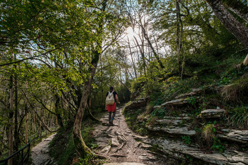 Fototapeta premium Green yew-boxwood grove in Sochi, Khosta, Russia