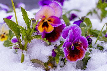 Spring blossom flowers under the march snow. Pansy in spring snowy background.