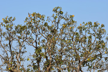 tree in spring or tree branch 