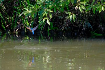 Obraz na płótnie Canvas kingfisher in flight