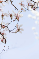 Magnolias bloom in the park in spring