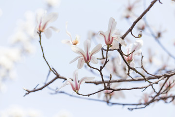 Magnolias bloom in the park in spring