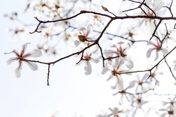 Magnolias bloom in the park in spring