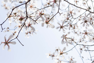 Magnolias bloom in the park in spring